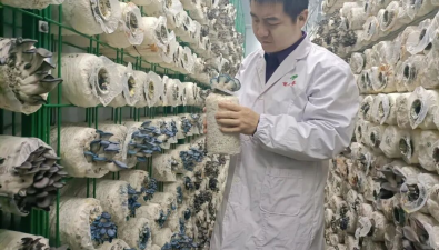 河南省食用菌产业技术体系许昌实验站食用菌新品种培育获得突破