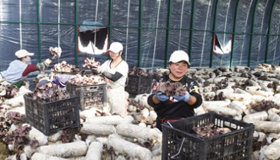 山西：阳高县大白登镇迎来毛木耳采收旺季 市场批发价2.7元/斤左右