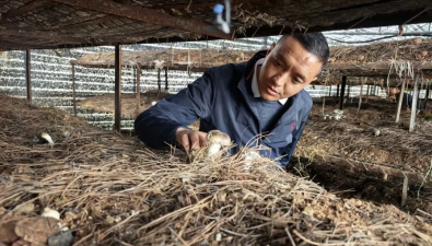 云南迪庆：红托竹荪试种成功