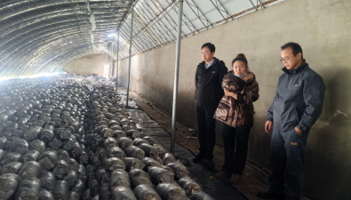 辽宁省农科院食用菌所专家到康平县开展技术服务