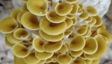6吨榆黄蘑采收完成！昆明农投公司食用菌项目试种成功