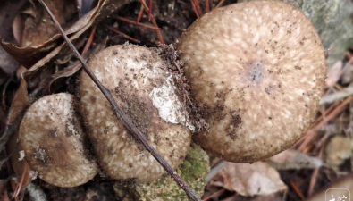 安徽绩溪：发现2种近危珍稀野生食药用菌