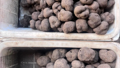 云南昆明：黑松露迎来旺季，价格180元-800元/公斤