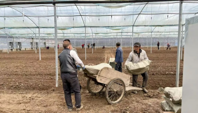陕西镇巴：杨家河镇校地企协同，羊肚菌基地完成播种