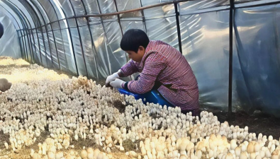 湖北武汉：许易村蘑菇住上“空调房”