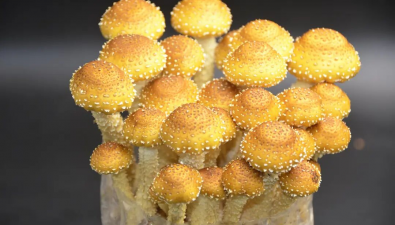 全国首个通过鉴定的冷杉鳞伞新品种“中菌鳞伞1号”