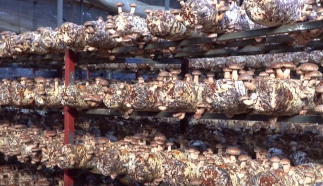 福建罗源县陶洋村全新生产线实现自产自用