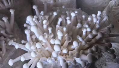 河南卢氏县：2025年栽培食用菌4亿袋