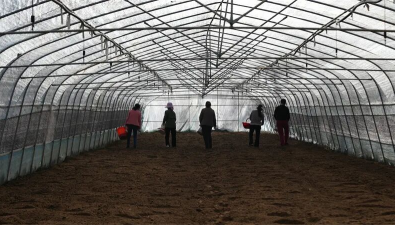 湖北宜城：郑集镇3000亩羊肚菌种植项目大规模播种