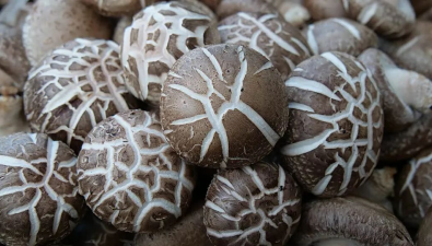 河南内乡县：香菇种植规模达5000万袋