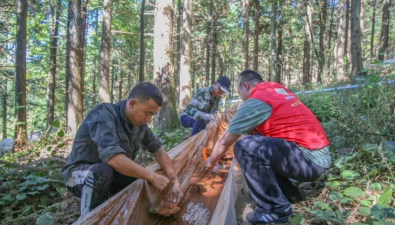 浙江丽水：峰源灵芝基地开出“致富伞”