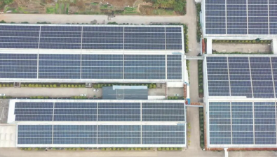 福建顺昌：郑坊镇食用菌工厂化生产，撑起“致富伞”