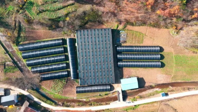 陕西镇巴县：“订单+科技”助力食用菌产业高质量发展