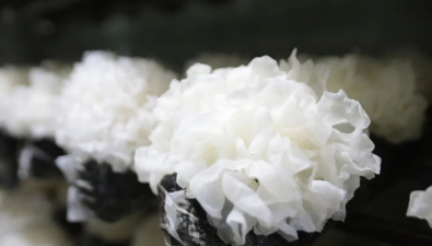 福建古田：银耳新品种“福银雪耳”测产单袋鲜菇平均产量523.8克