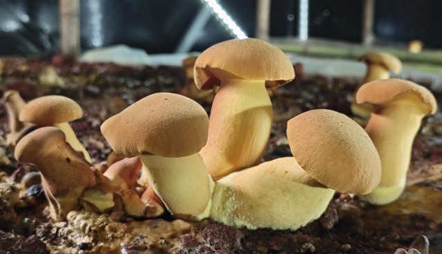 人工见手青云南通海试种成功