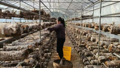 陕西勉县：唐湾村香菇基地年产近7万斤