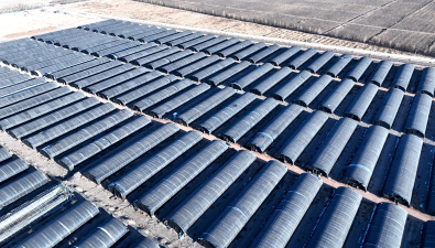 甘肃：临泽百棚羊肚菌播种忙