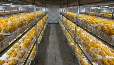 甘肃舟曲：猴头菇、金耳示范种植获双丰收