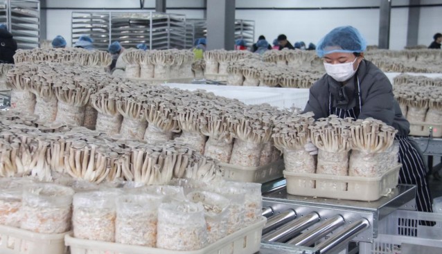 云南汇菇源智慧化工厂迎丰收