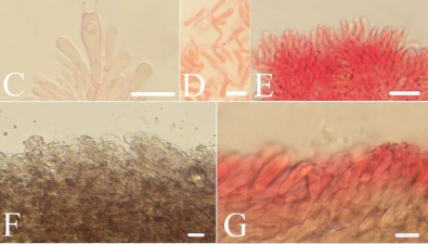武夷山国家公园发现真菌新物种“青鸾粉褶菌”