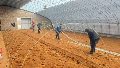 内蒙古乌审旗：大石砭村羊肚菌基地播种忙