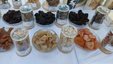 黑龙江尚志食用菌科技小院：把科技成果写进“林区三问”答卷