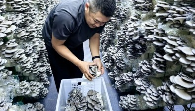 福建平和：菌菇育出乡村振兴产业路
