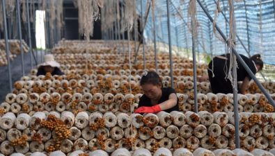 甘肃渭源：五竹镇80万棒菌菇撑起富民产业