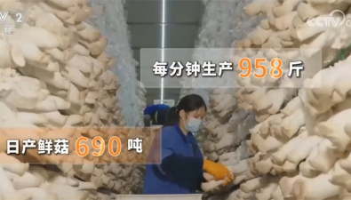 贵州道真：鲜菇实现从厂间到“舌尖”无缝衔接
