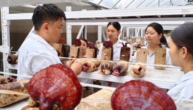 贵州省珍稀食用菌工程中心全链条科技创新助力产业提质增效