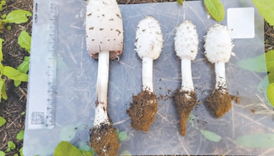 北京通州：8个公园开展毒蘑菇监测，两年发现7种毒蘑菇