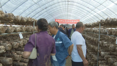 河北平泉食用菌产业技术研究院举办2026年香菇新品发布会
