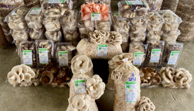 印度Gachwala推出全新家用蘑菇种植套装，简化居家栽培流程