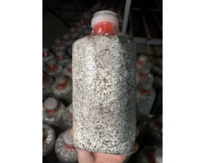 姬菇菌棒短棒