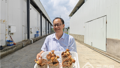 云南菌视界：人工见手青新工厂投产