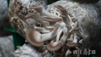 四川威远：“菌菇工厂”日产秀珍菇3000斤