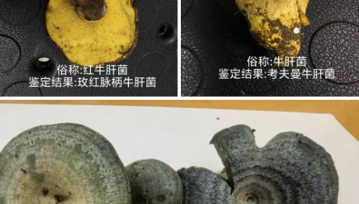 云南昆明：上新5种陌生野生菌，可食用