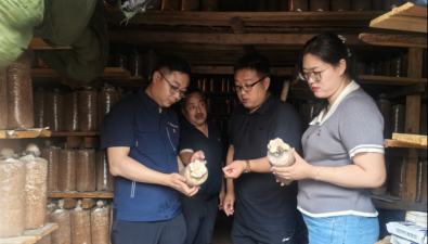 黑龙江首单猴头菇特色种植保险落地牡丹江