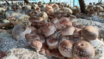 江西瑞昌：菌菇产业铺就乡村振兴增收路