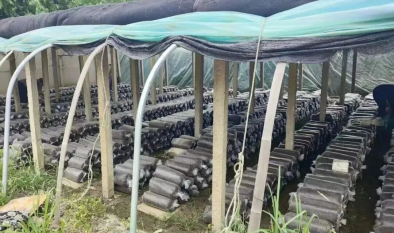 平菇高温灾害应对措施