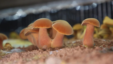 云南弥渡县：90后青年返乡创业试种见手青成功