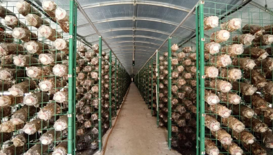 四川宁南县：蚕房变成菇房，食用菌产值超6000万元