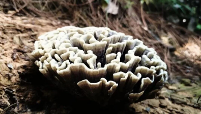 云南华宁：野生干巴菌保育促繁成功