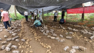 贵州长顺县：天麻试验示范基地测产验收