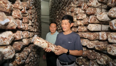 福建连城：年出口100万棒菌棒到欧美市场