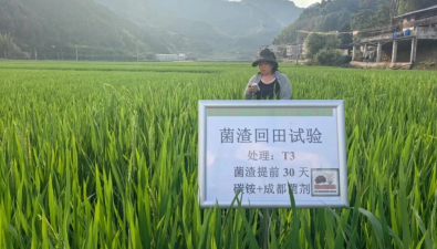 福建三明：食用菌研究所开展田间试验监测，探索稻菌循环绿色种植新模式