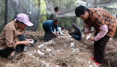 云南凤庆：试种仿野生虎掌菌采收上市