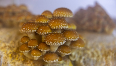 从影视出圈到产业赋能，Four Star蘑菇引领食用菌跨界融合新风向