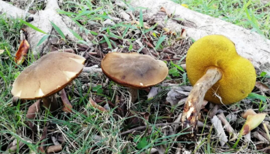 海南首次实现黑牛肝菌林下生态栽培出菇