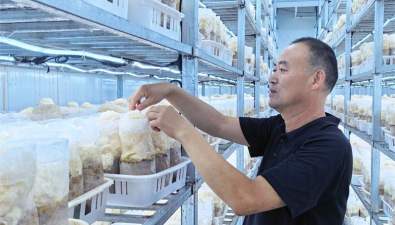 河北新河：珍稀食用菌住上“智慧新房”